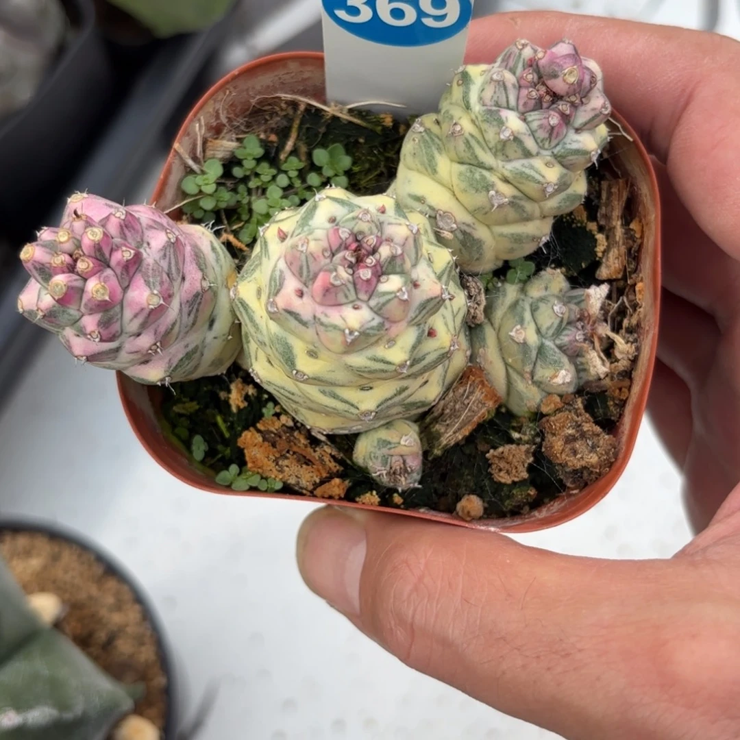 369将军阁锦带盆带土发货