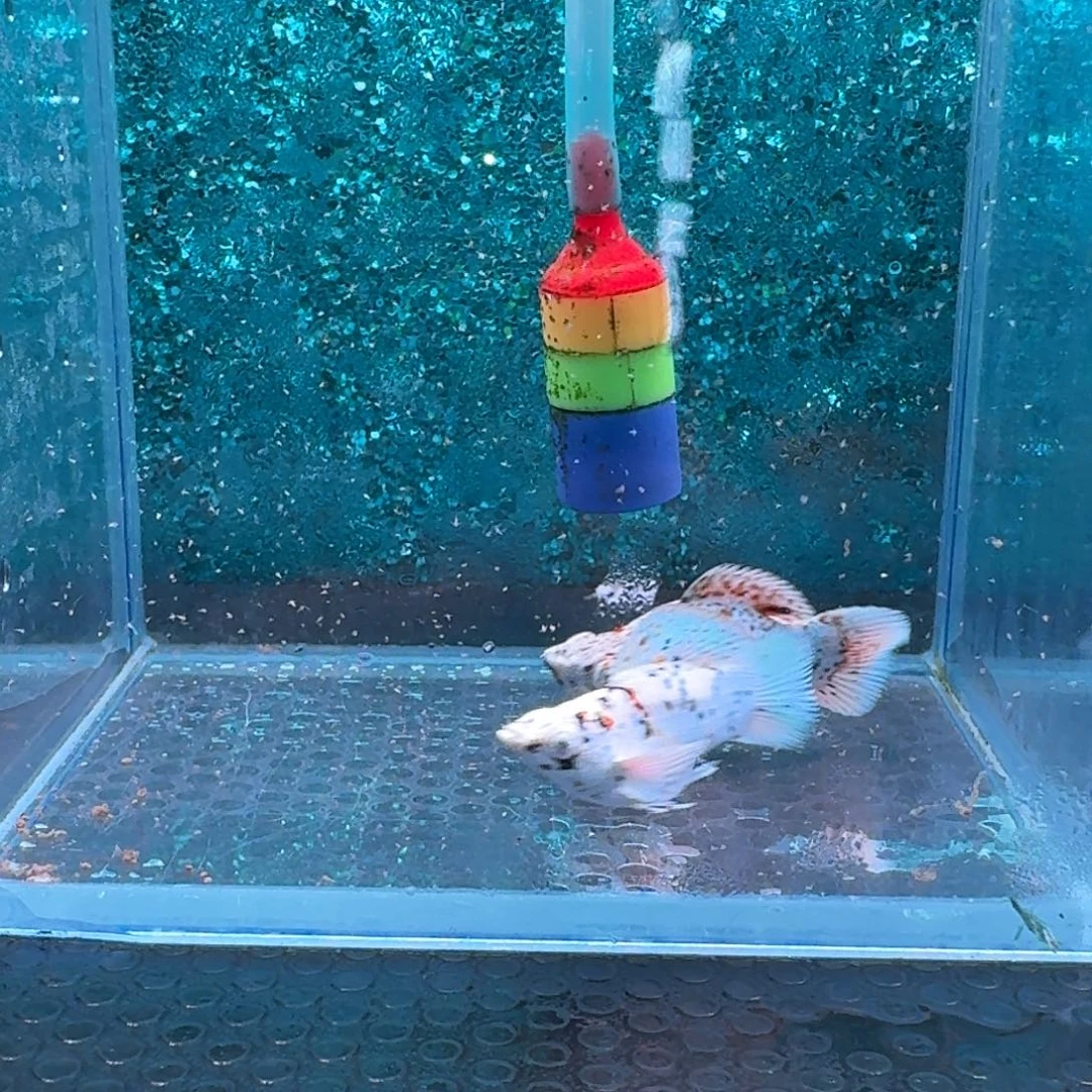 黑玛丽鱼617号玛丽2条