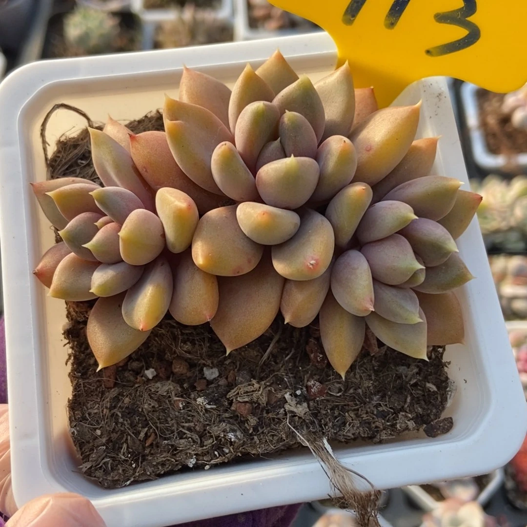 913红象牙多肉植物保护