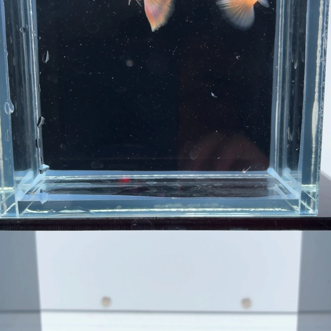 孔雀鱼樱花粉狮一对（37）