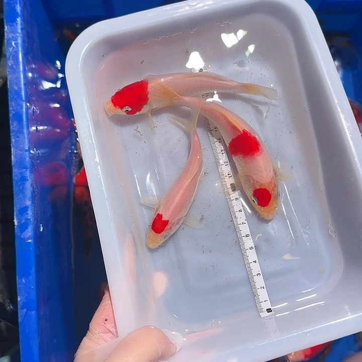 锦鲤锦鲤包邮的一