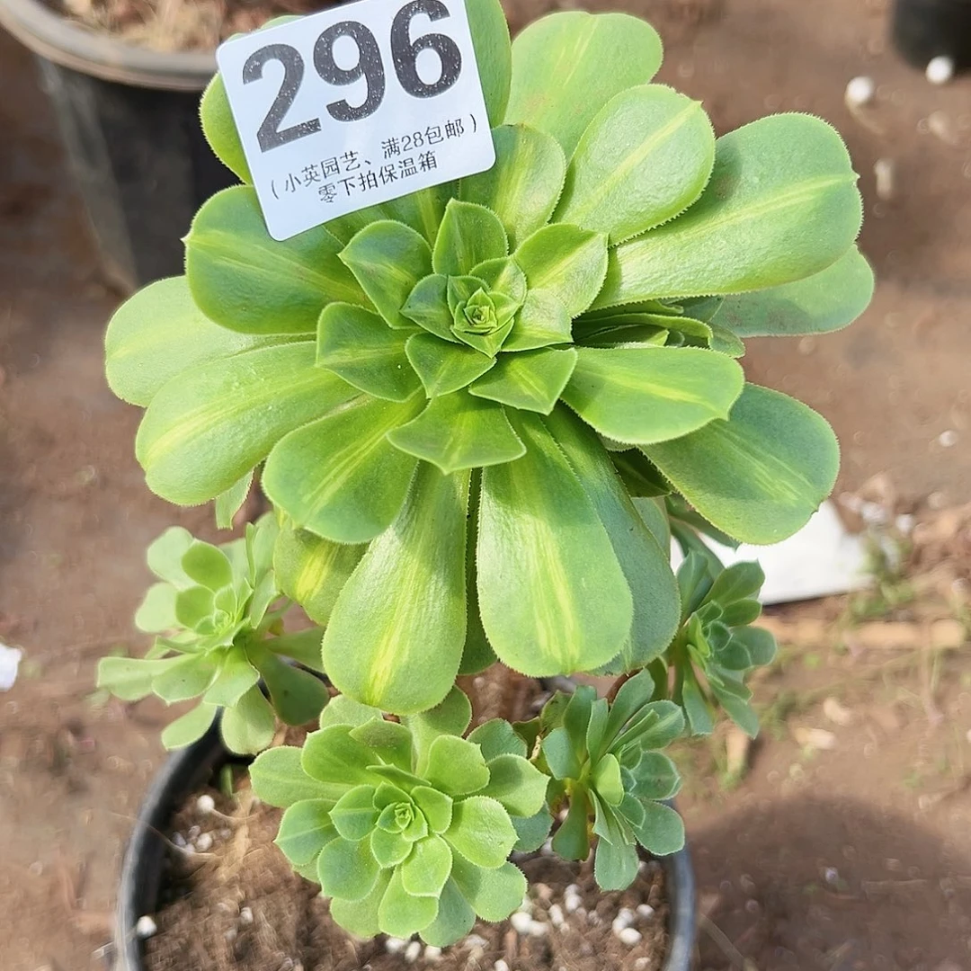 多肉植物多肉植物296