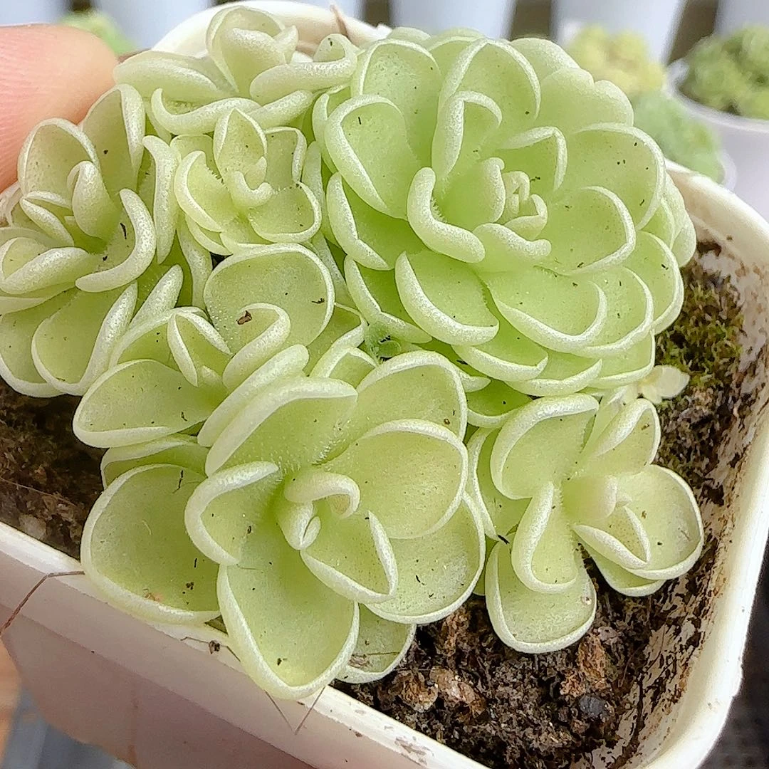 【闪购商品】0925-94爱丽丝