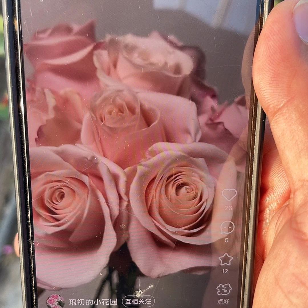 无花朵——麦当娜 福利款