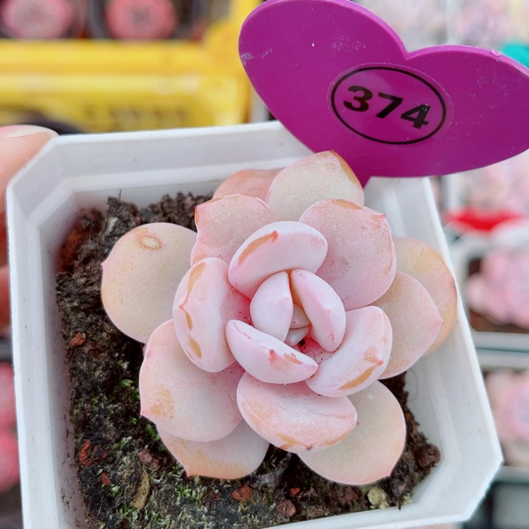 374号小老桩奶茶单头