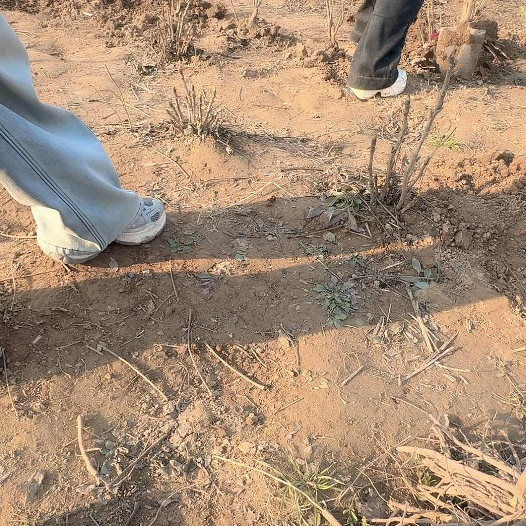 完全开放1111111111？牡丹等多种