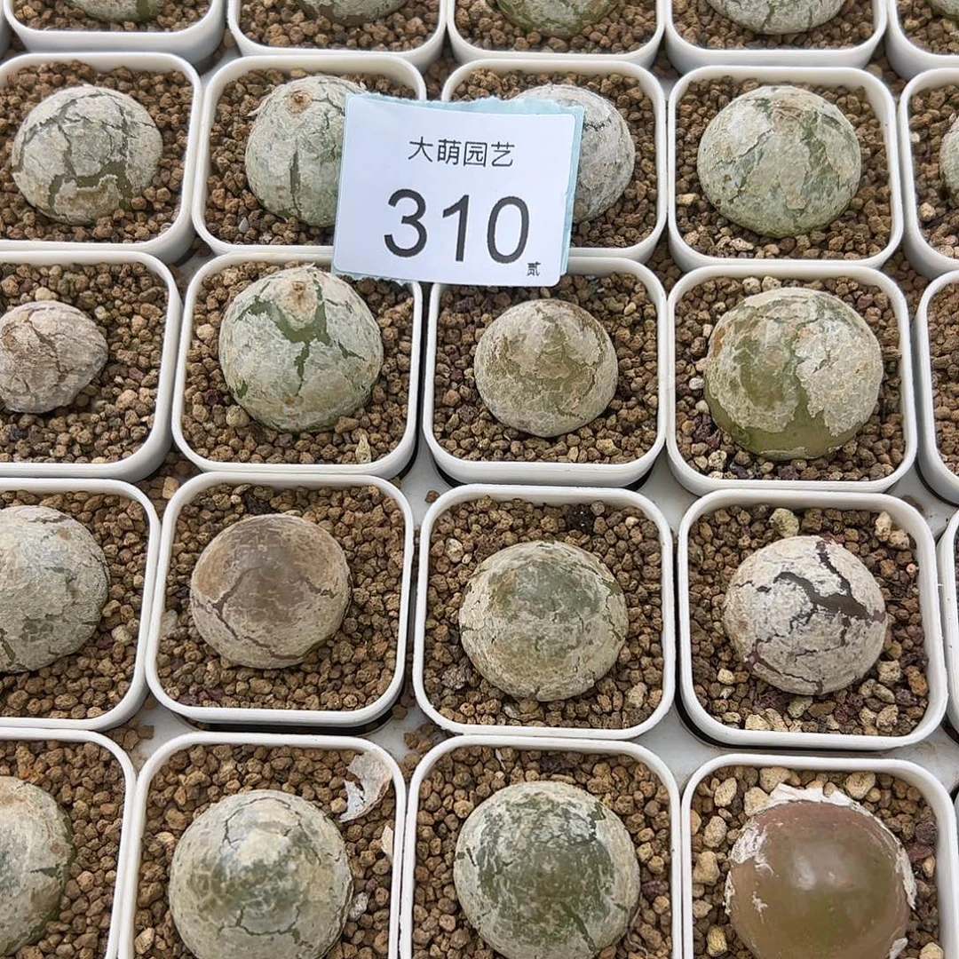 0000310量拍大灯泡1颗尺寸不低于2.0脱土发
