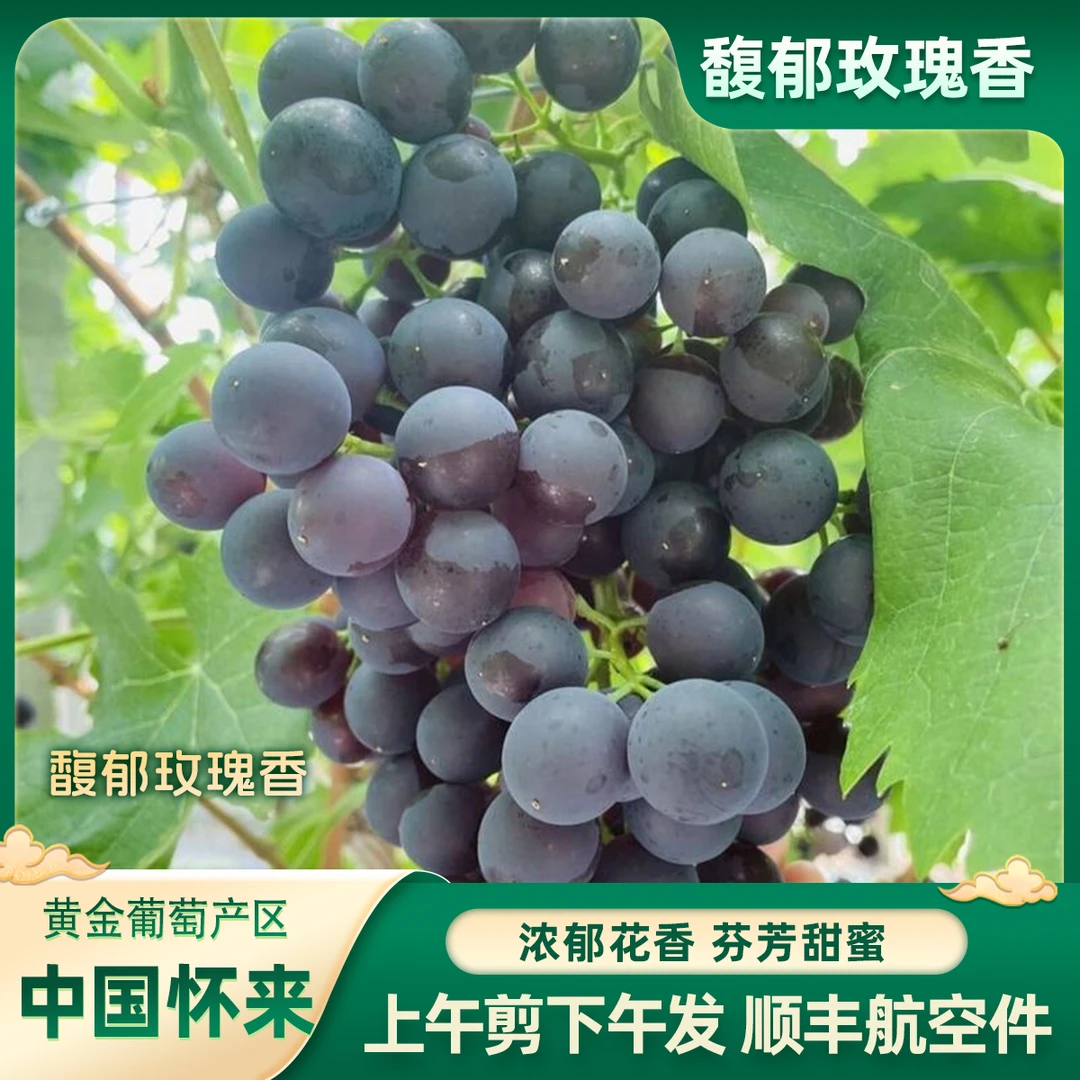 【四斤专享】玫瑰香怀来葡萄顺丰航空件极速发