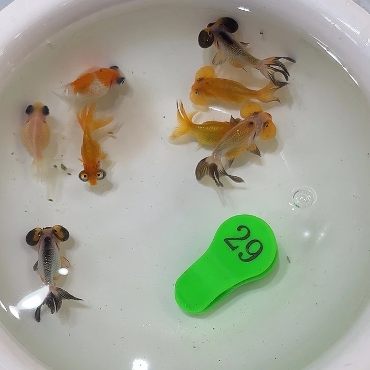 精品金鱼包邮包活到家