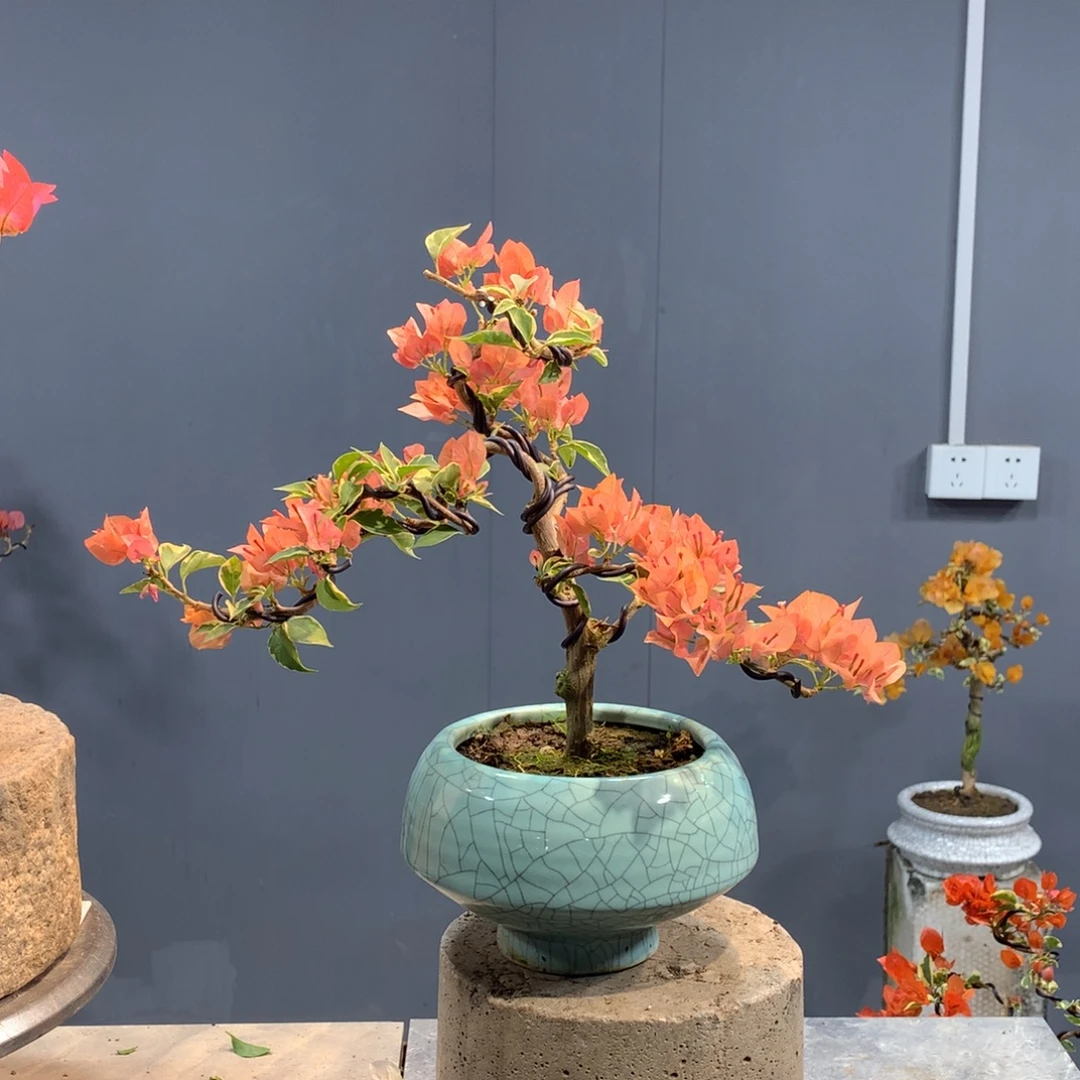 大量花朵（建议范围：8朵-15朵 或40%以上）