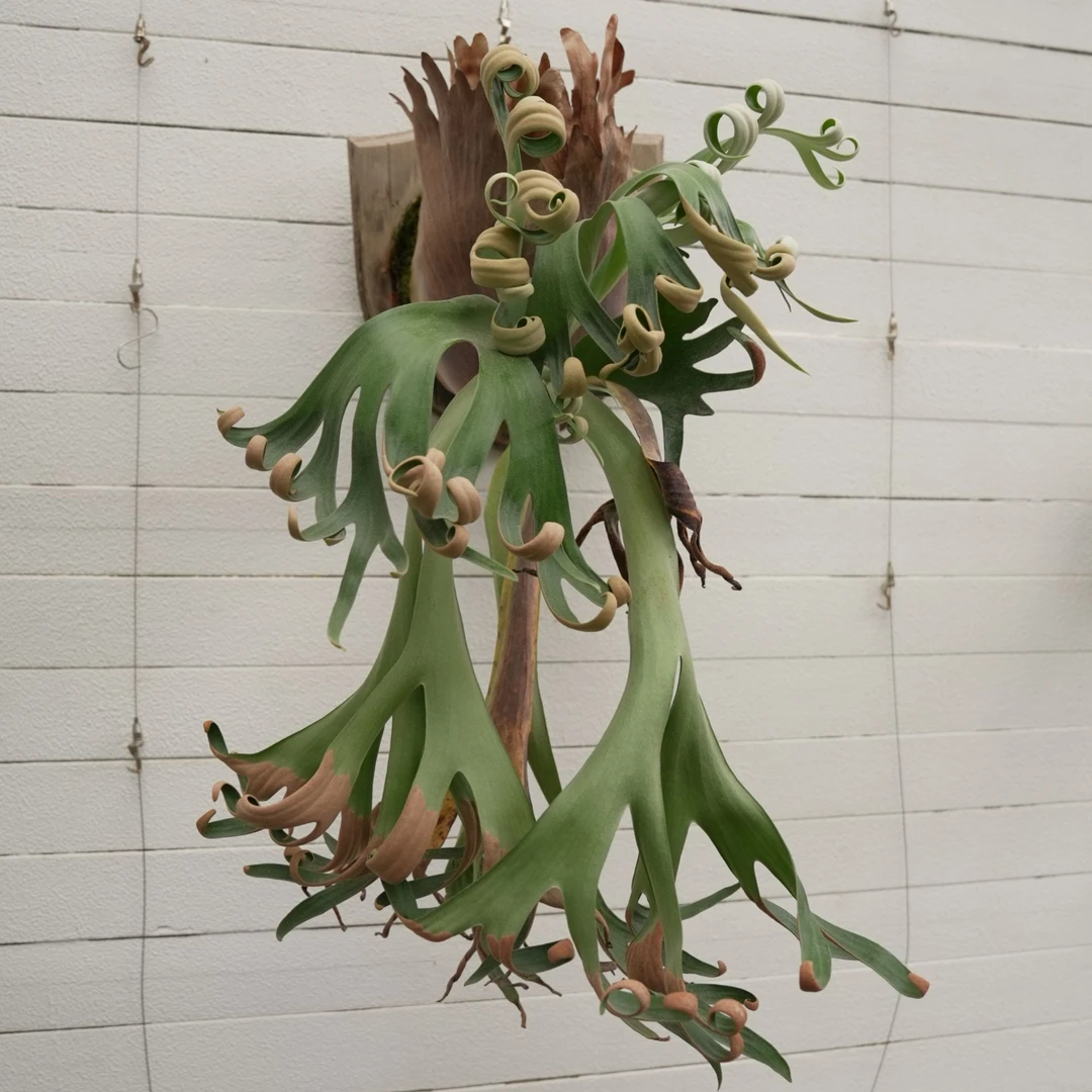 冯思琪fsq鹿角室内绿植爪哇孢子苗杯苗可上板尺寸热值网红植物