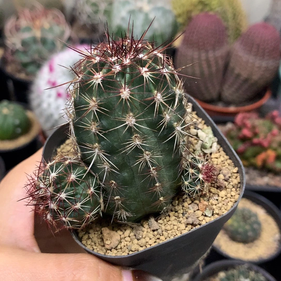 实生根青瓜虾仙人球