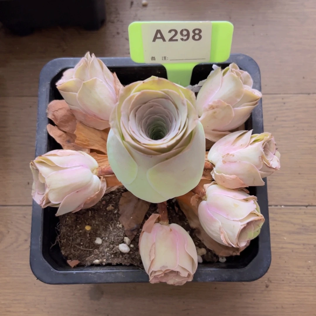 山地玫瑰一物一拍A298 随单！