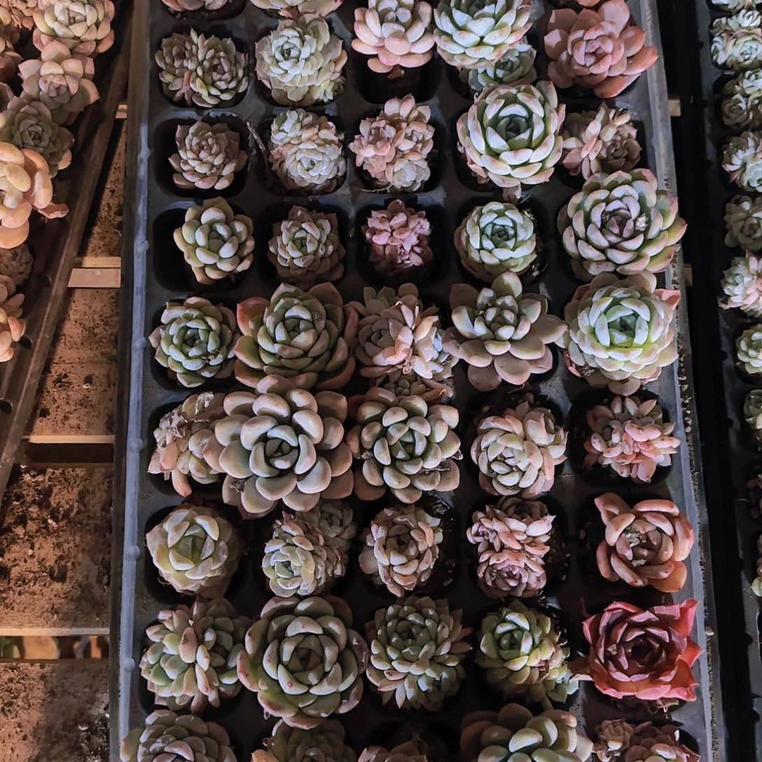 直播一物一拍多肉193