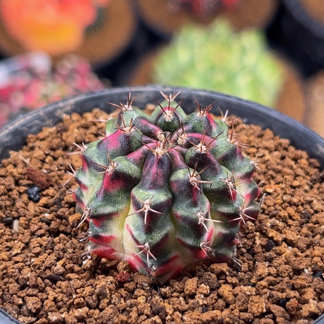 桃太郎后代 米哈仙人球