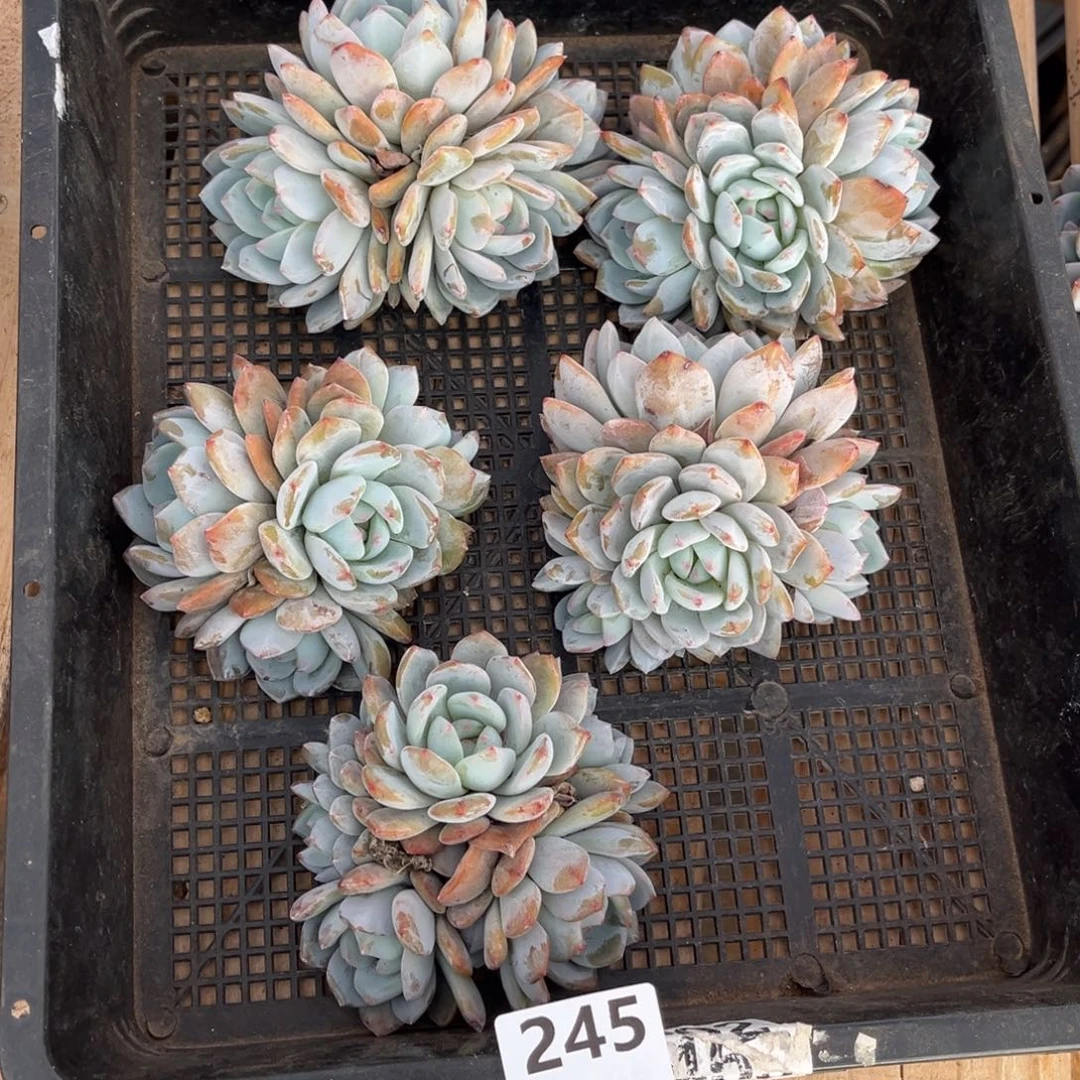 245号新疆西藏内蒙古不包邮