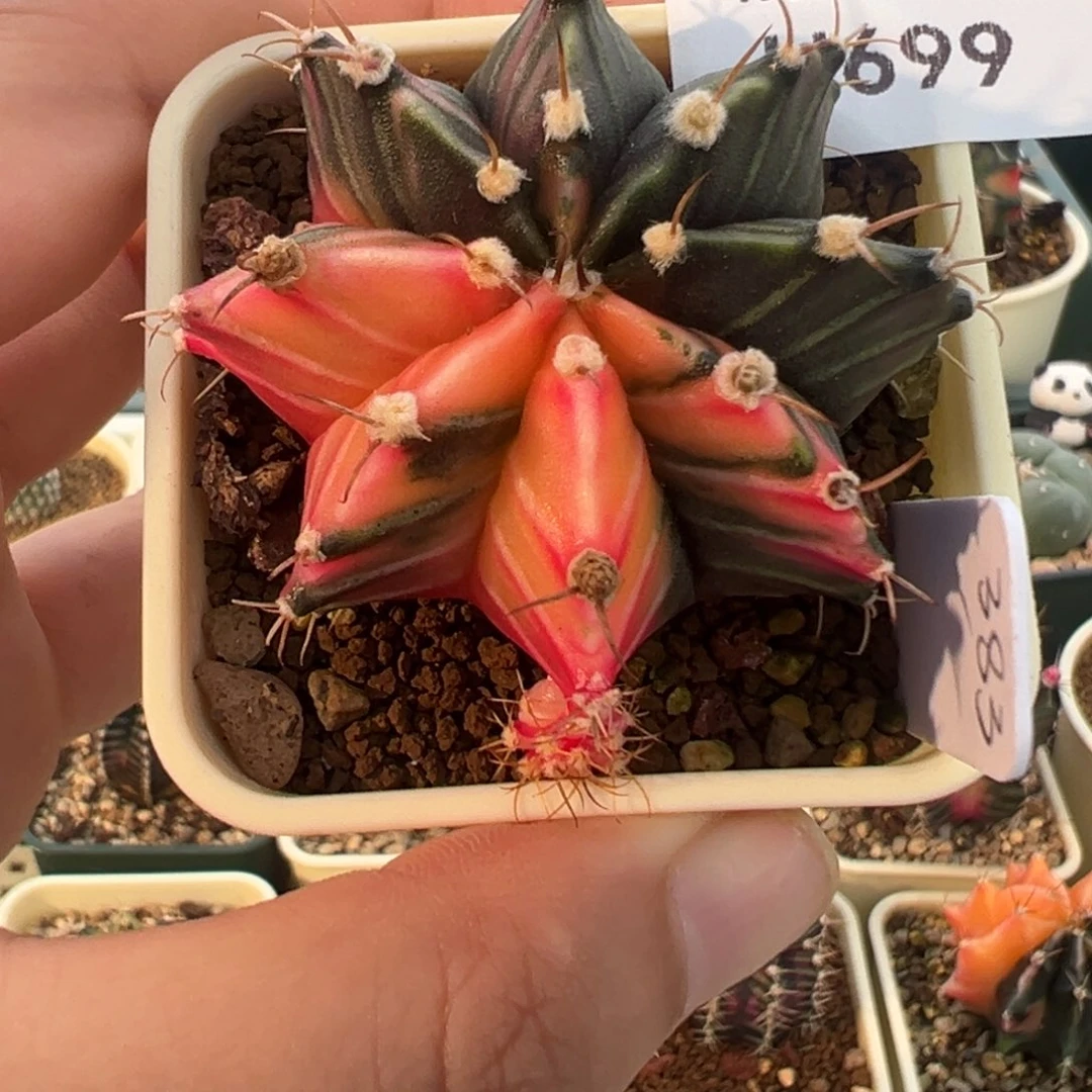 699 好看的米哈冲冲冲
