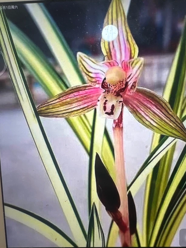 天娇-春剑兰艺草-硬化10个月-连体2苗-人工养殖