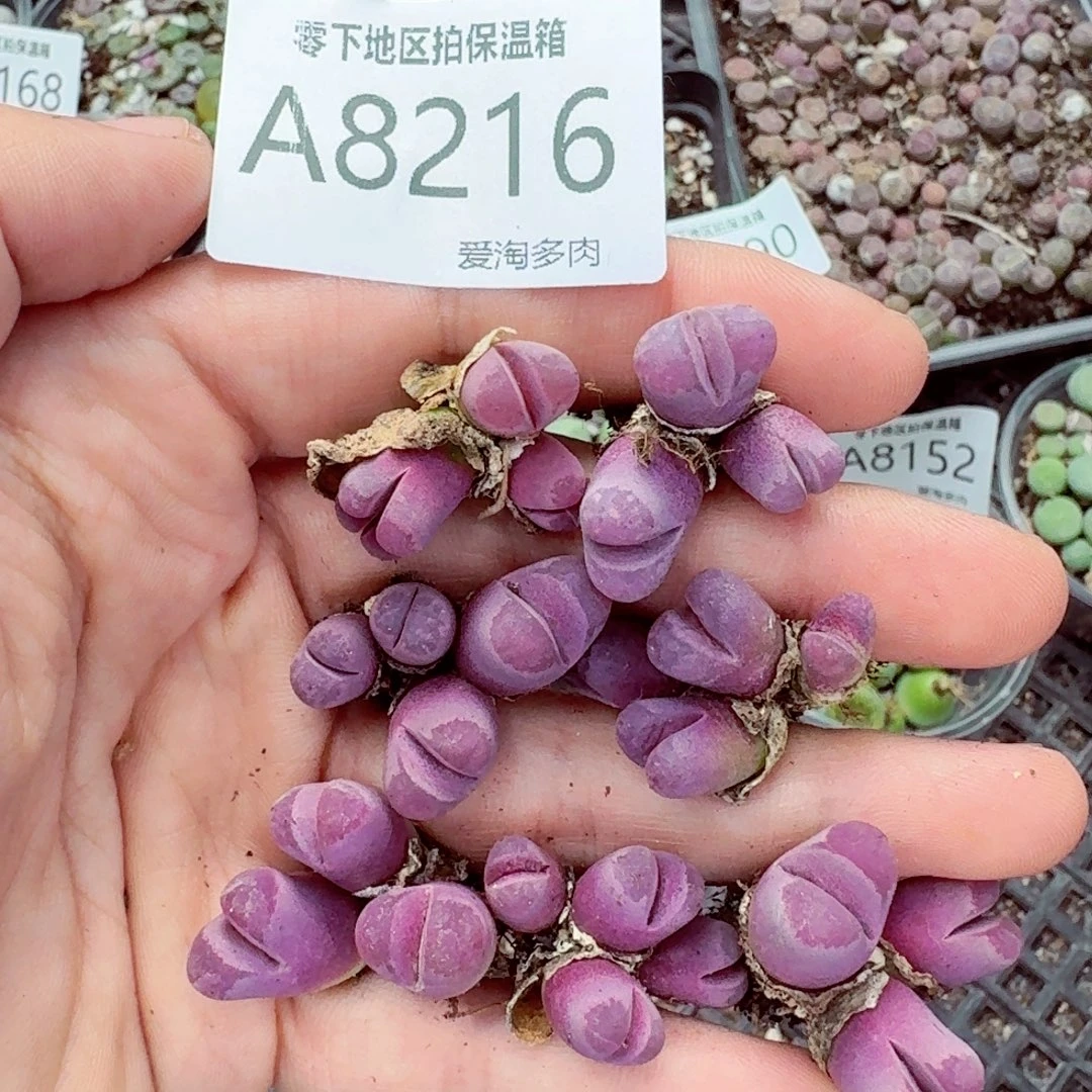 8216–—零下地区需拍保温箱