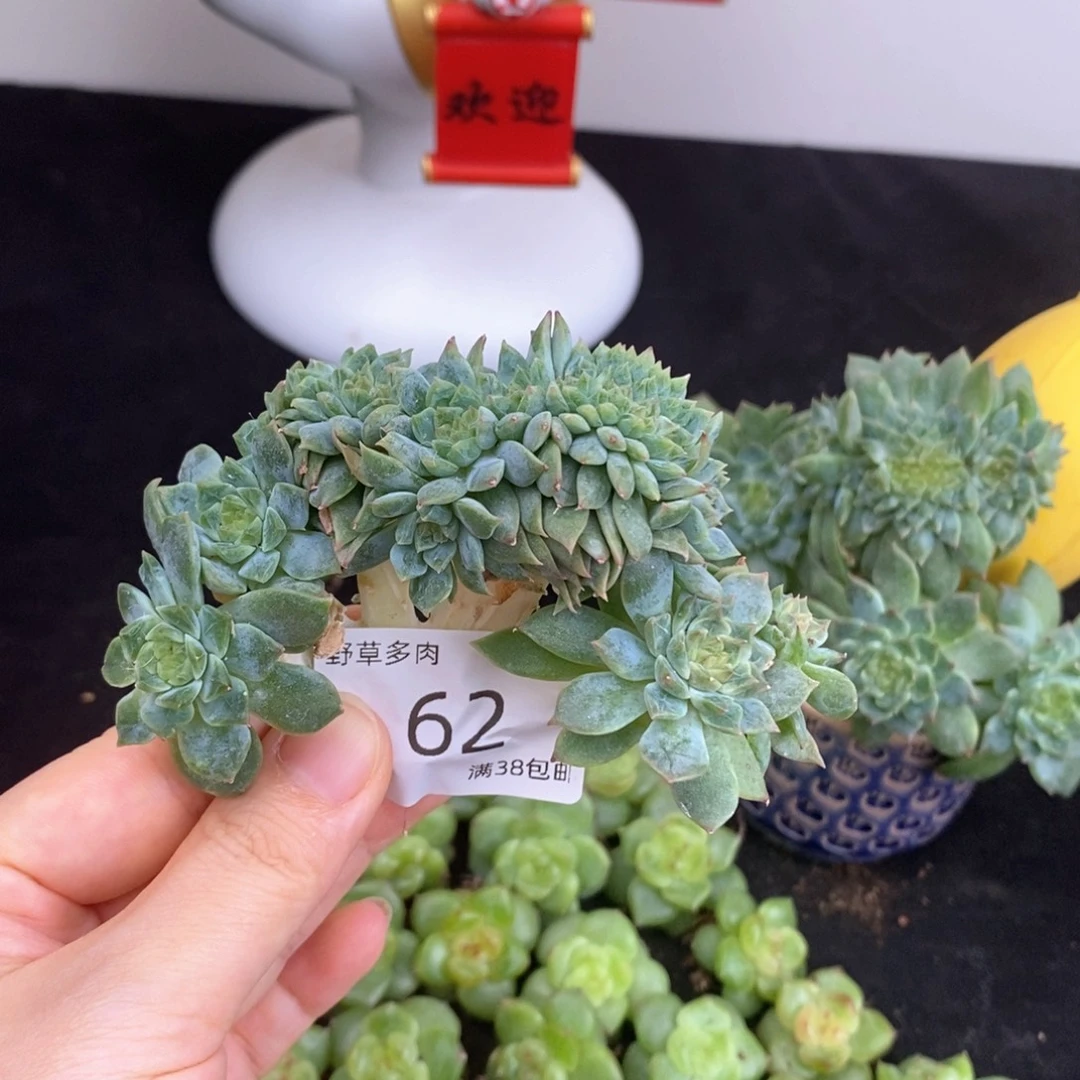 瑕疵福利62号一颗冰魄