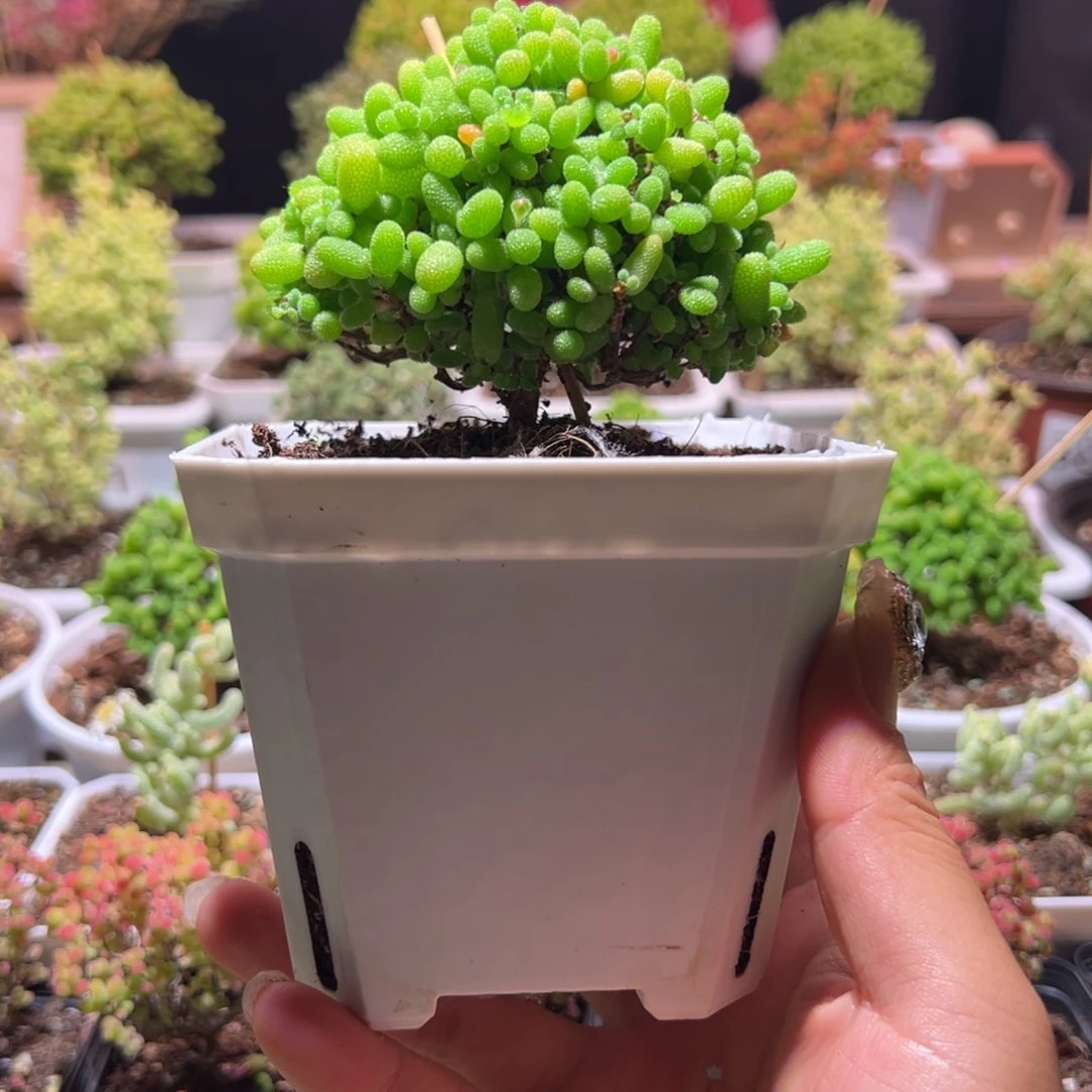 金桔带盆土发货一物一拍