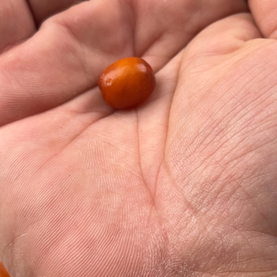 地***工蜜蜡未镶嵌颈饰老蜜蜡