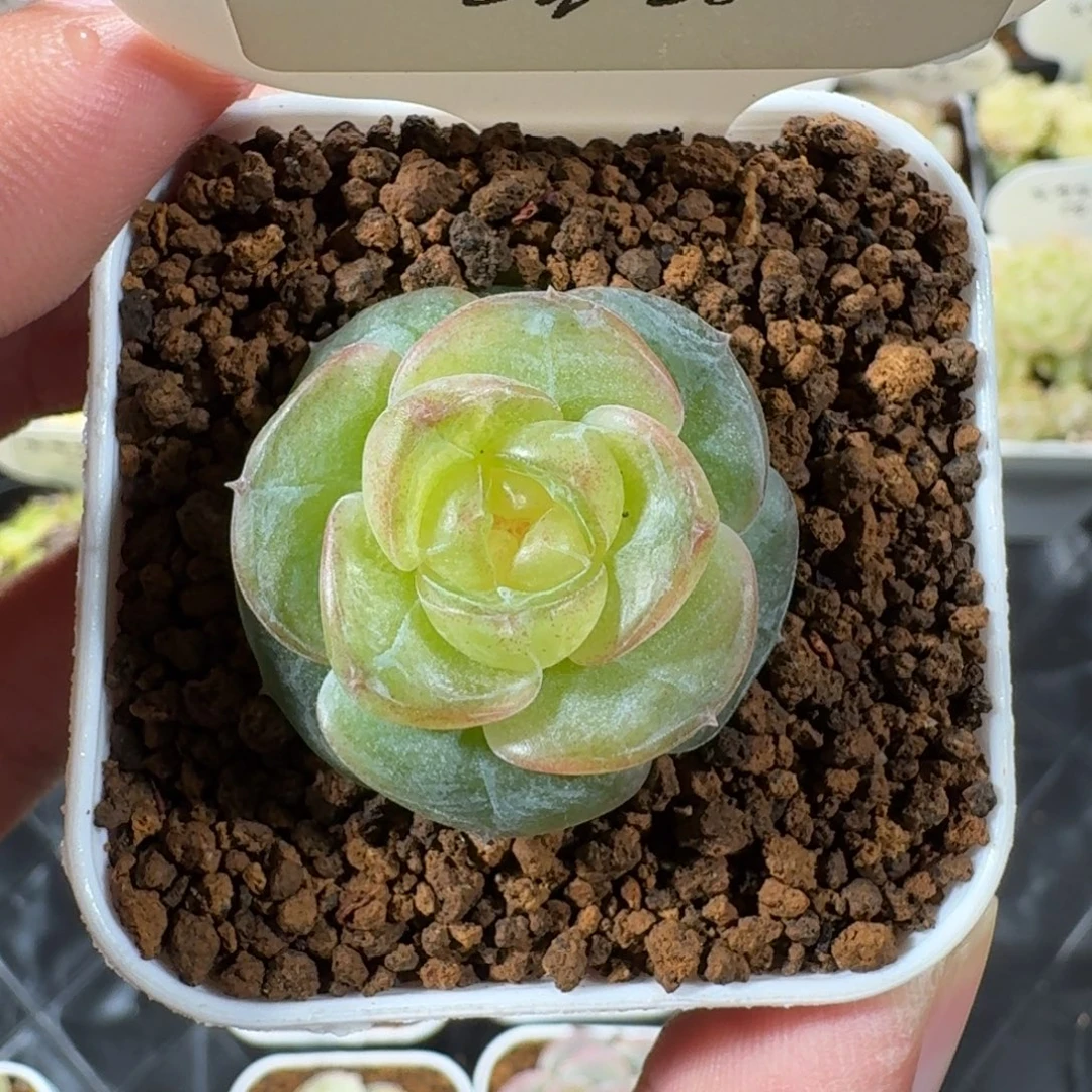 1120-58-岚舟单头一颗