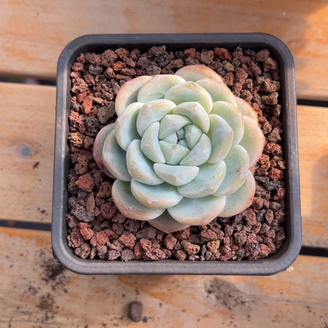 多肉单头冰玉【非偏远满18包邮】