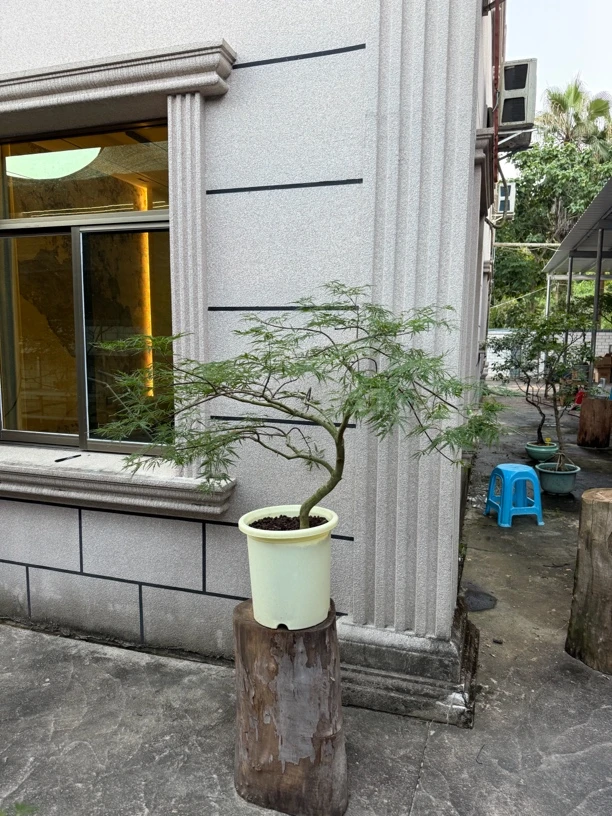 【一物一拍】精品羽毛枫春花造型视频盆景海岛孟加拉榕