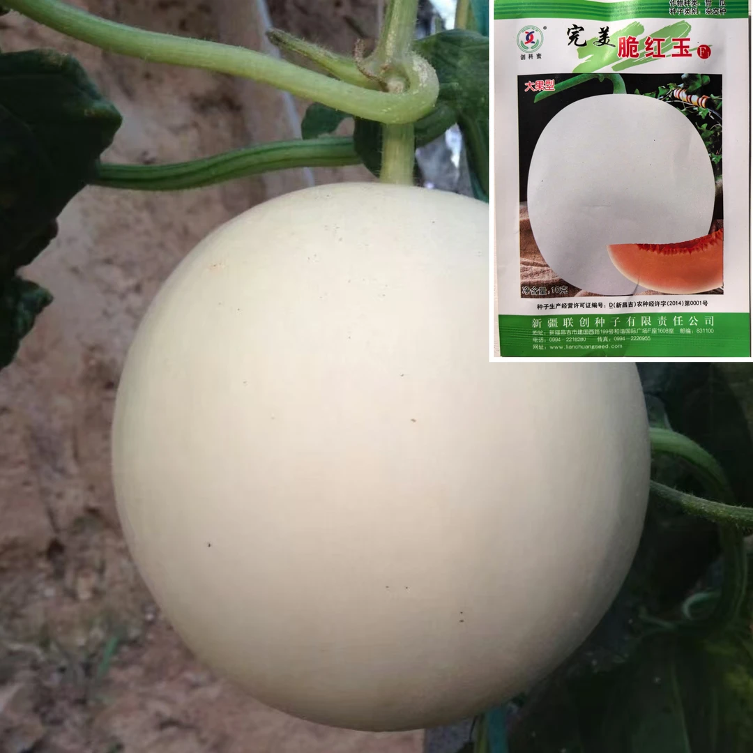 脆红玉白皮甜瓜种籽红肉早熟高产春播高糖甜瓜种籽基地大田专用