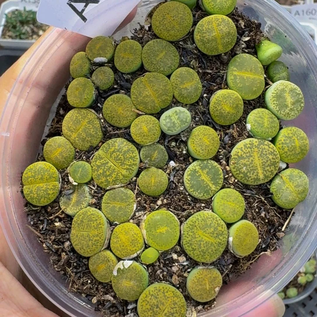 1627 生石花和肉锥