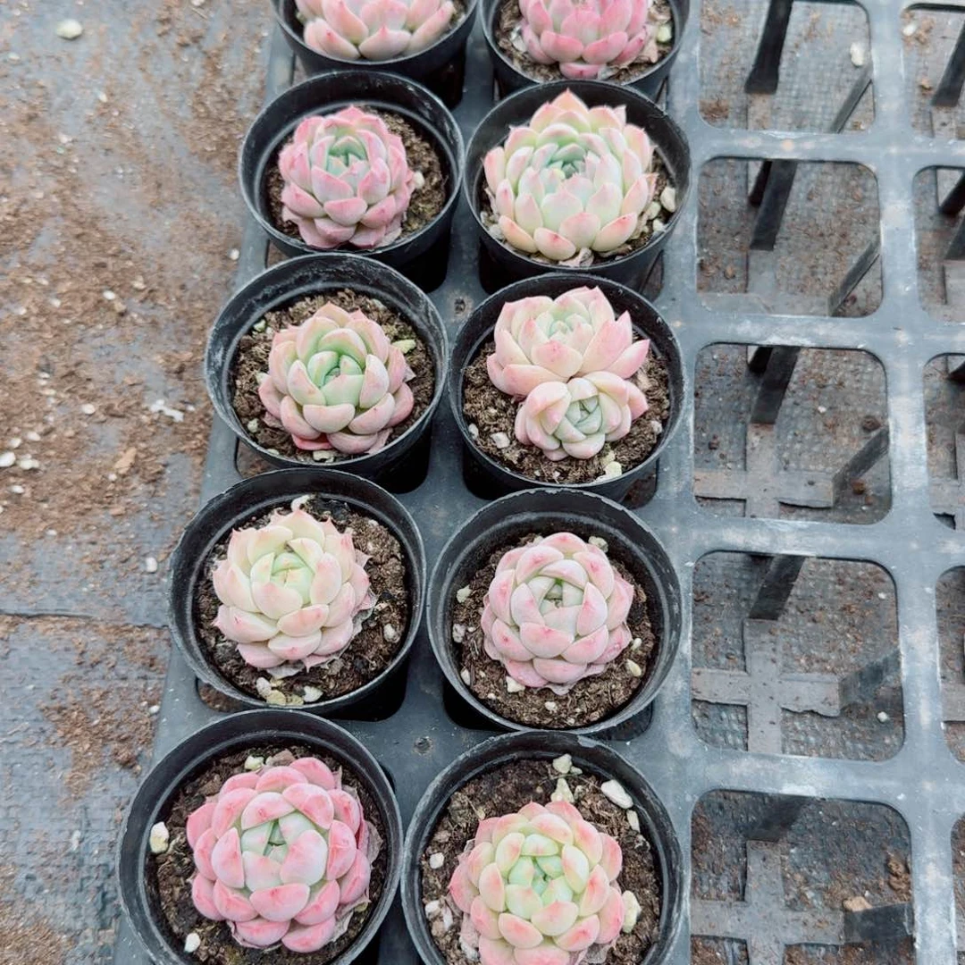 美尼糖心十棵量拍25-80