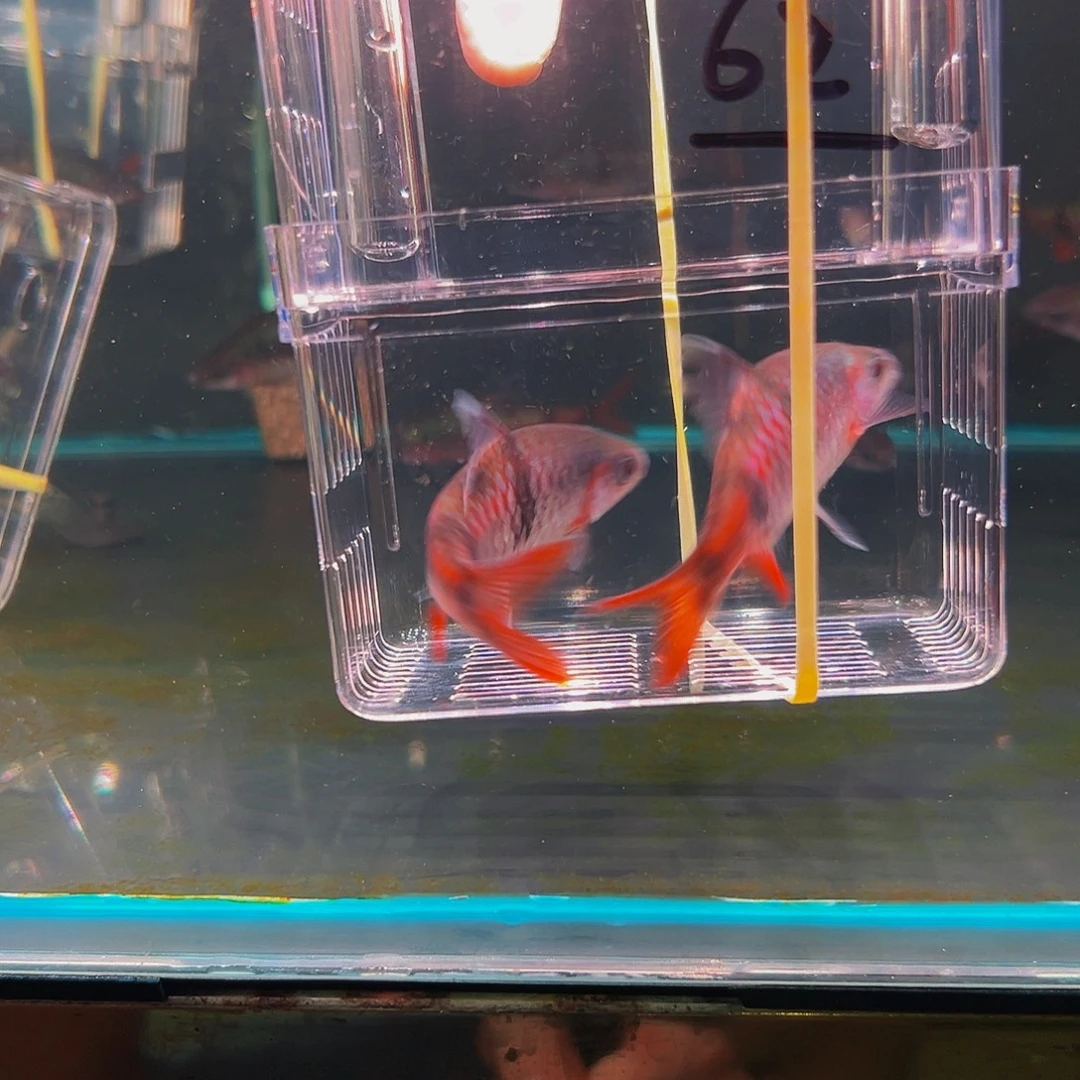 工具鱼红尾鱼鱼头鱼鱼鱼鱼62