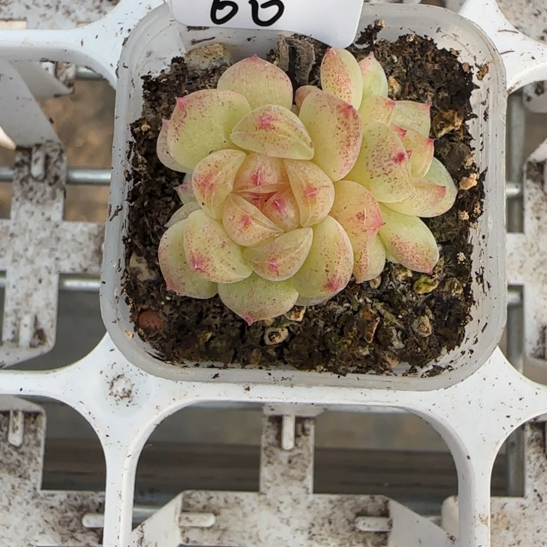 半****60开播福利甜心相柳三头