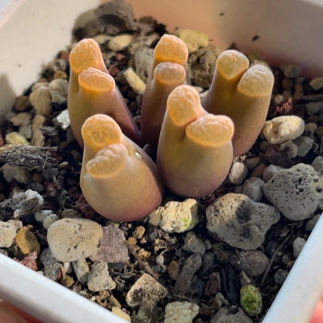 磁铁福利植物一物一拍