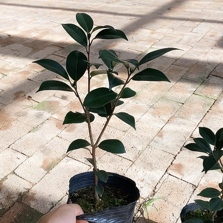 当前无花栽培后可以开花迷茫