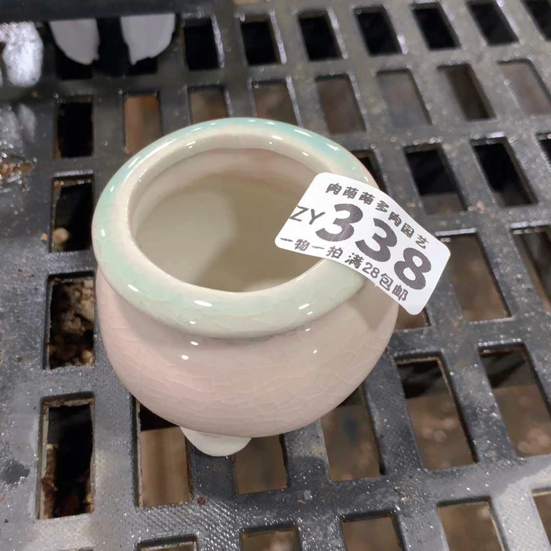 肉萌萌拇指盆精控多肉ZY338