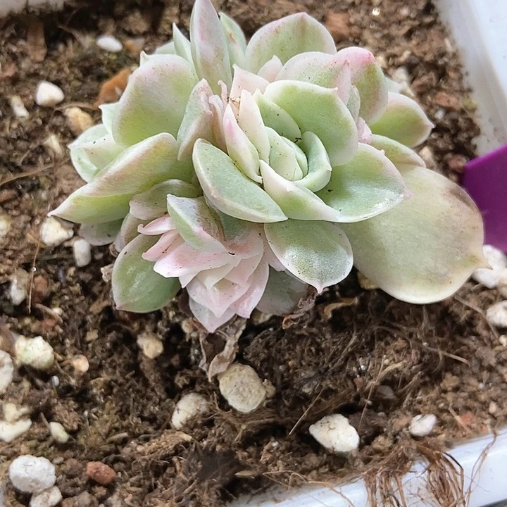 多肉植物1975多肉