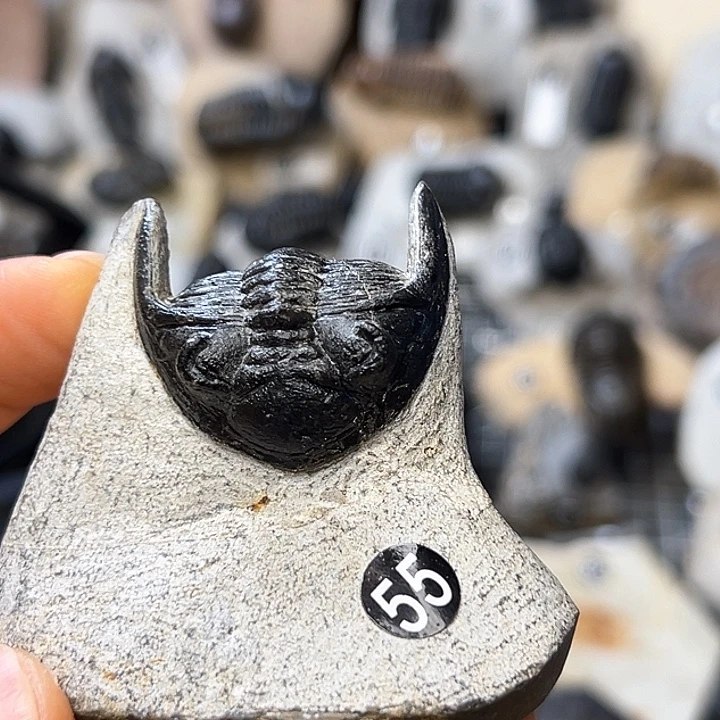 摩洛哥星尾三叶虫