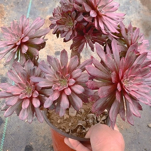 789紫霞仙子多肉植物