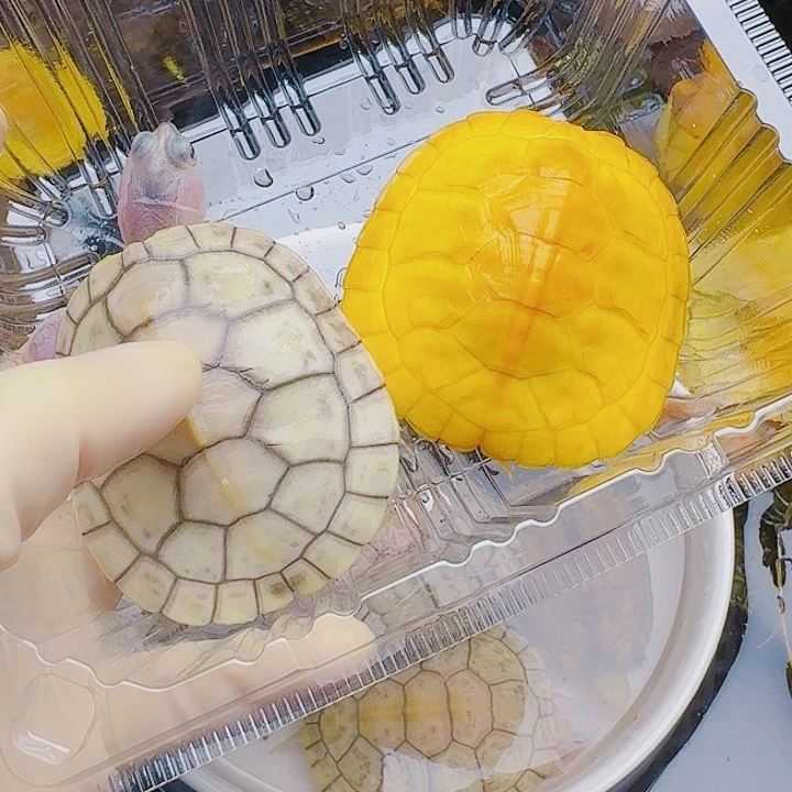 两***x绿毛龟母22222222222222