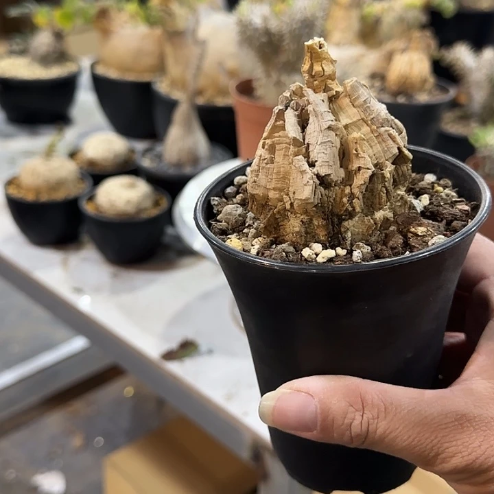 龟甲萝魔带盆土发货