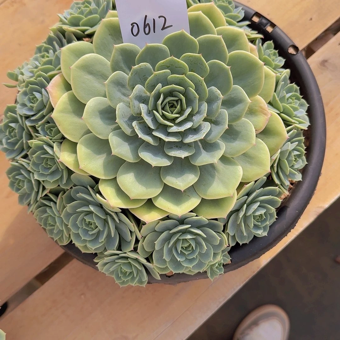 胖***妮0612黄玫瑰多肉植物