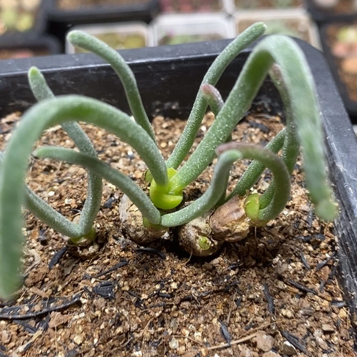 优选漂亮兔子6头特价