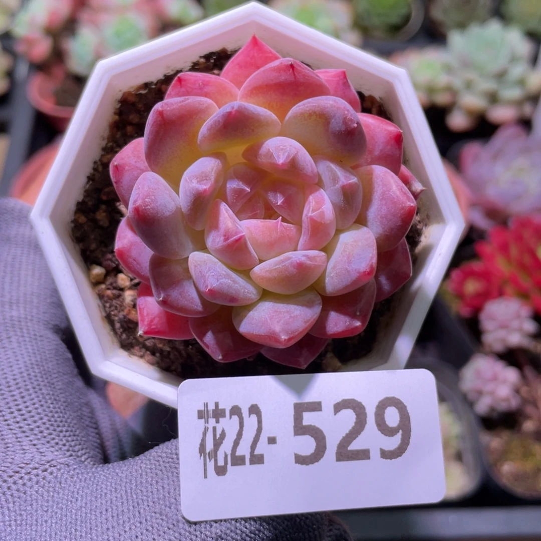 花利美22-529颜霜