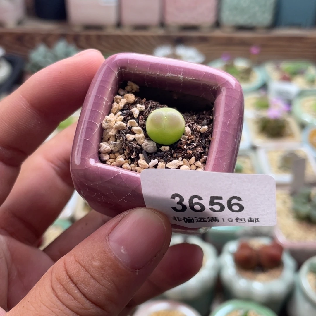 无花朵3656--一物一拍 帶盆
