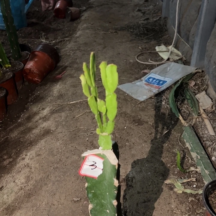 用***8当前无花栽培后可以开花红莲3