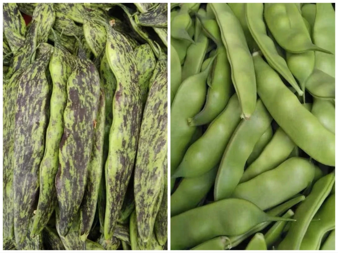 拼单九月青绿豆角+大马掌豆角