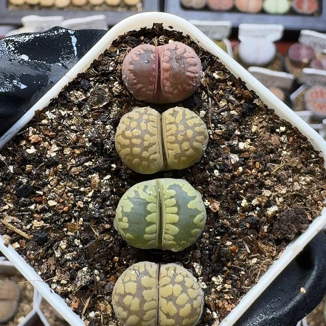 生石花111111。  235