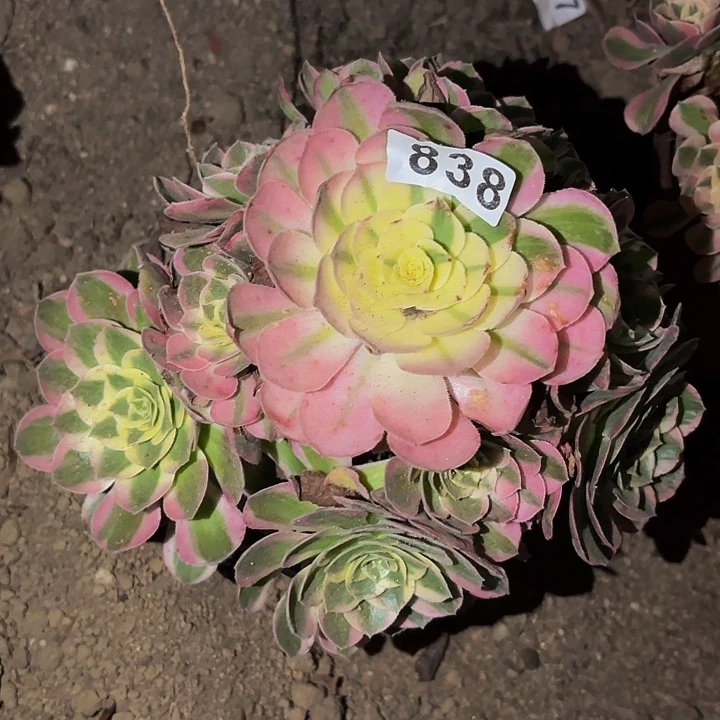 838粉海王多肉植物不售后